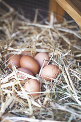 Hühnereier im Stroh