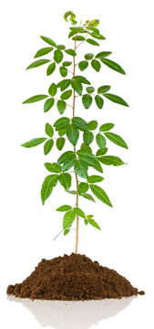 plant de baie rose sur motte de terre, fond blanc 