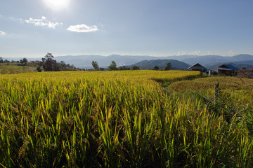 View of rice farm and cloudy blue sky by local people in mountai