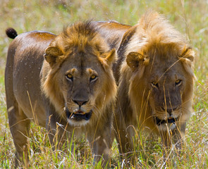 Two big male lions on the hunt. National Park. Kenya. Tanzania. Masai Mara. Serengeti. An excellent illustration.