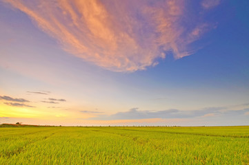 soft focus of paddy field during sunset at Perak Malaysia. - 99939881