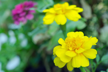 Fototapeta premium Yellow Aster flower in Rama 9 (local name) national garden, Bang