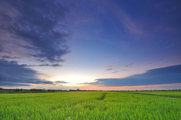 Obraz premium Wide paddy field at sunset with blue sky at Perak Malaysia
