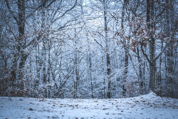 Beautiful Winter Fairytale