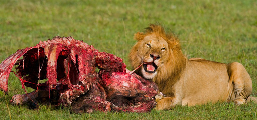Fototapeta premium Big male lion with gorgeous mane eating prey. National Park. Kenya. Tanzania. Maasai Mara. Serengeti. An excellent illustration.