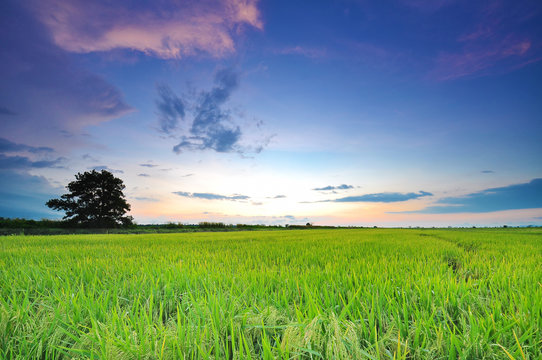 Soft focus of wide paddy field at sunset with blue sky at Perak © underverse