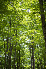 Obraz premium 新緑