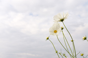 cosmos flowers