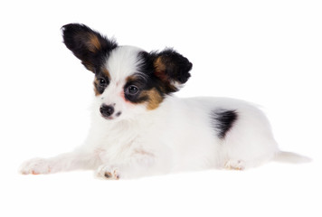 Puppy Papillon. Isolated