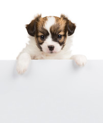 Papillon puppy relies on blank banner 