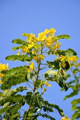 Flower of Scrambled Egg Tree - Senna surattensis Burm