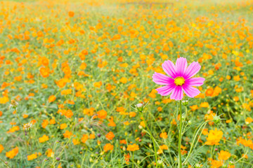 pink cosmos flower
