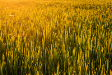 Morning Dew in Paddy Field