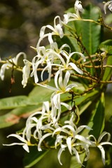 plumeria stenopetala flower in nature garden