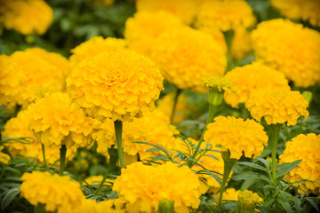 yellow marigold flower