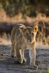 Young lion on a big rock. National Park. Kenya. Tanzania. Masai Mara. Serengeti. An excellent illustration.