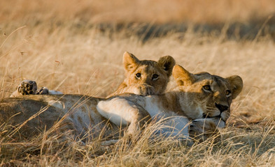 Lioness with cubs in the savannah. National Park. Kenya. Tanzania. Masai Mara. Serengeti. An excellent illustration.