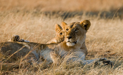 Lioness with cubs in the savannah. National Park. Kenya. Tanzania. Masai Mara. Serengeti. An excellent illustration.