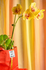 orchidée papillon, fête des mères 