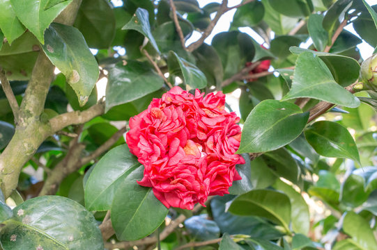 Camellia (Bobby Fain)