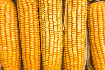 dry corn
