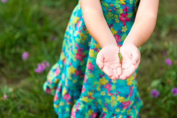 Adorable young girl holding grasshopper, curiosity and education concept © andreaobzerova
