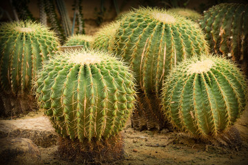 cactus close up