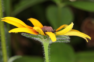 Macro of Rudbeckia hirta, Black-Eyed Susan flower