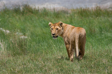 Lioness in the savannah. National Park. Kenya. Tanzania. Masai Mara. Serengeti. An excellent illustration.