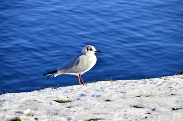 Möwe am schneebedeckten Kai