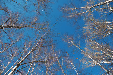 Trunks of birch trees against the clear sky