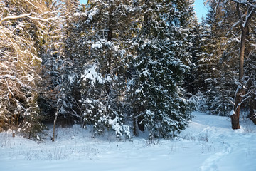 Trees covered with snow