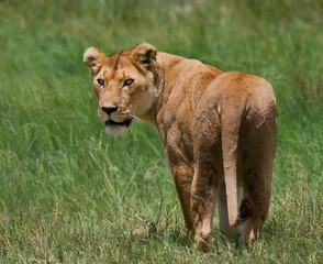 Obraz na płótnie Canvas Lioness in the savannah. National Park. Kenya. Tanzania. Masai Mara. Serengeti. An excellent illustration.