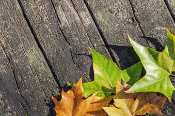 Autumn background with colored leaves on blue wooden table