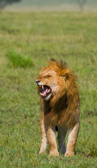 Fototapeta na wymiar Big male lion with gorgeous mane goes on savanna. National Park. Kenya. Tanzania. Maasai Mara. Serengeti. An excellent illustration.