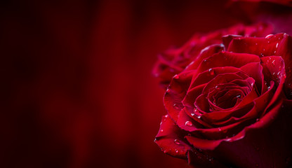 Roos. Rode rozen. Boeket van rode rozen. Valentijnsdag, trouwdag achtergrond. Rozenblaadjes en harten Valentijn geschenkdozen. Valentines en bruiloft grens. Waterdruppels op rozenblaadjes.