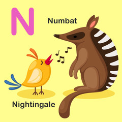 Obraz na płótnie Canvas Illustration Isolated Animal Alphabet Letter N-Numbat,Nightingal