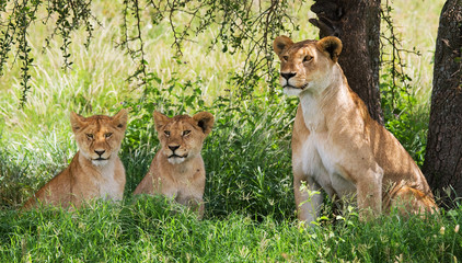 Fototapeta premium Lioness with cubs in the savannah. National Park. Kenya. Tanzania. Masai Mara. Serengeti. An excellent illustration.