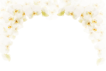 White orchid flowers as a frame with room for text