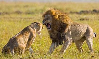 Fototapeta na wymiar Meeting the lion and lioness in the savannah. National Park. Kenya. Tanzania. Masai Mara. Serengeti. An excellent illustration.