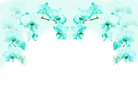 Fototapeta Turquoise blooming orchid flowers as a picture frame on a partial white background