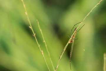 Green Spider  on spider web with small leaves grass