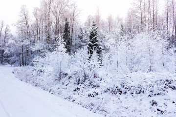 Winter in the forest