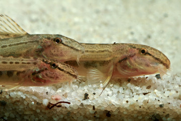  Three European fresh water spined loach