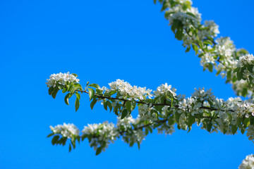 Flowering branch of apple tree