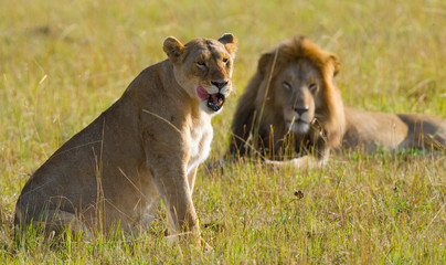 Naklejka premium Meeting the lion and lioness in the savannah. National Park. Kenya. Tanzania. Masai Mara. Serengeti. An excellent illustration.