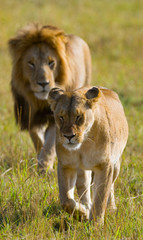 Meeting the lion and lioness in the savannah. National Park. Kenya. Tanzania. Masai Mara. Serengeti. An excellent illustration.