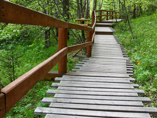 Wooden path in the woods.