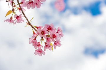 Cherry blossom or  Sakura flower with blue sky