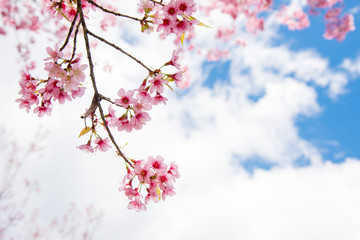 Cherry blossom or  Sakura flower with blue sky